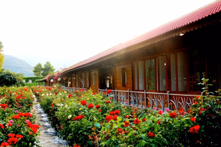 Ngắm vạn sắc hoa ở làng Trường Sơn