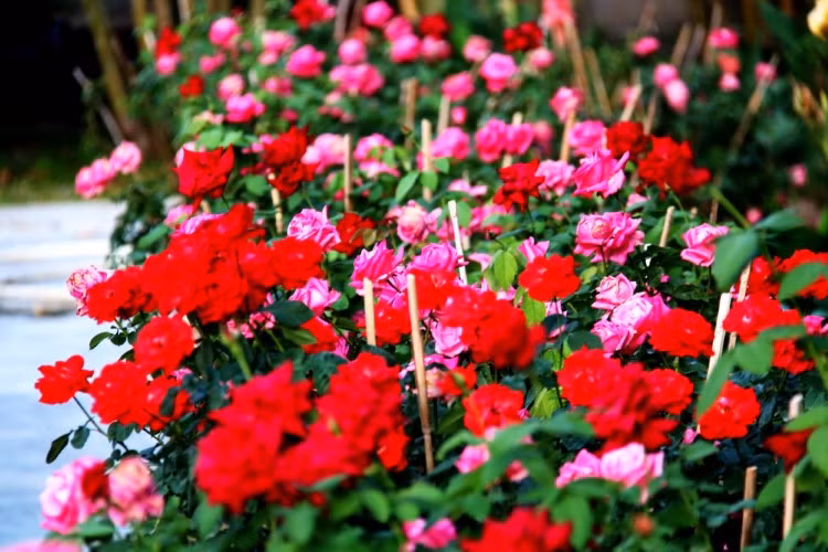 Ngắm vạn sắc hoa ở làng Trường Sơn ảnh 2