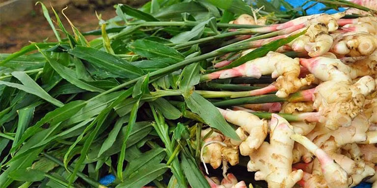 Củ gừng giữ nguyên hoạt chất nhờ công nghệ CO2 lỏng siêu tới hạn.