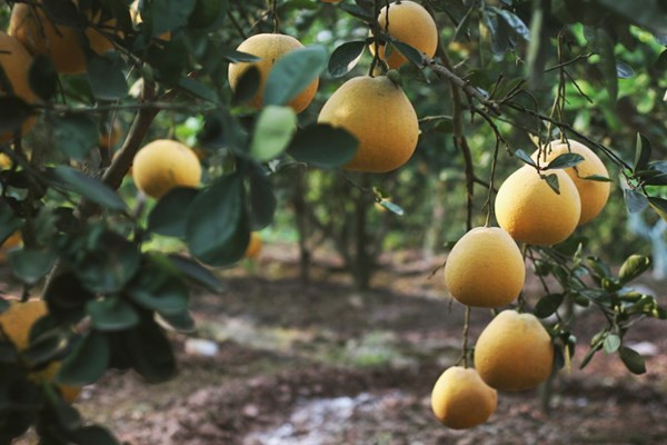 Tăng giá bưởi Diễn vẫn làm mê mẩn dân sành ăn ảnh 11 Tăng giá bưởi Diễn vẫn làm mê mẩn dân sành ăn ảnh 11