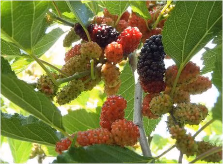 Kham pha loi ich tuyet voi tu qua Dau tam - Anh 1