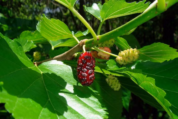 Dâu tằm chữa đau mắt gió, chảy nước mắt