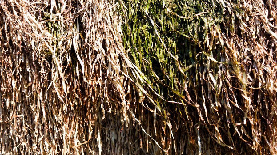 Cỏ biển khô rất mềm dẻo, cách nhiệt, thoáng khí, chống thấm và chống cháy hoàn hảo. Ảnh: Thomas Kyhn Rovsing, Hjørnet/Alamy