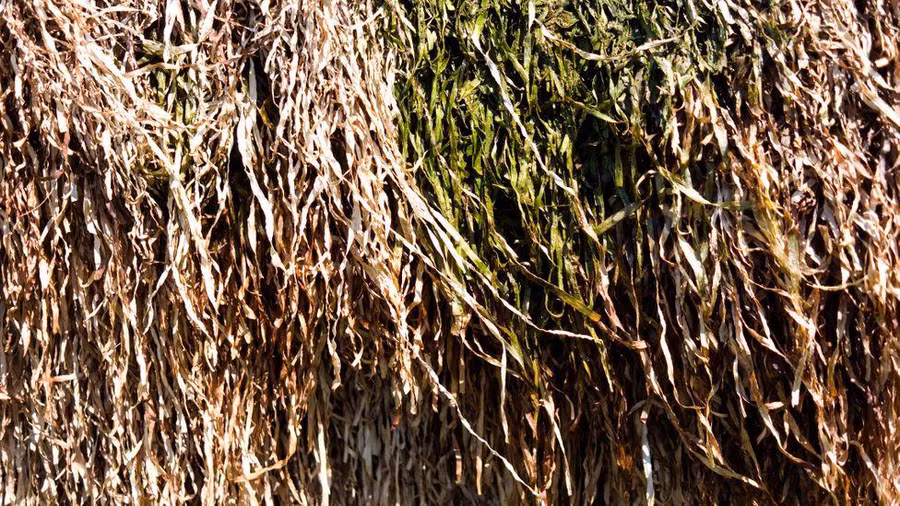 Cỏ biển khô rất mềm dẻo, cách nhiệt, thoáng khí, chống thấm và chống cháy hoàn hảo. Ảnh: Thomas Kyhn Rovsing, Hjørnet/Alamy Cỏ biển khô rất mềm dẻo, cách nhiệt, thoáng khí, chống thấm và chống cháy hoàn hảo. Ảnh: Thomas Kyhn Rovsing, Hjørnet/Alamy