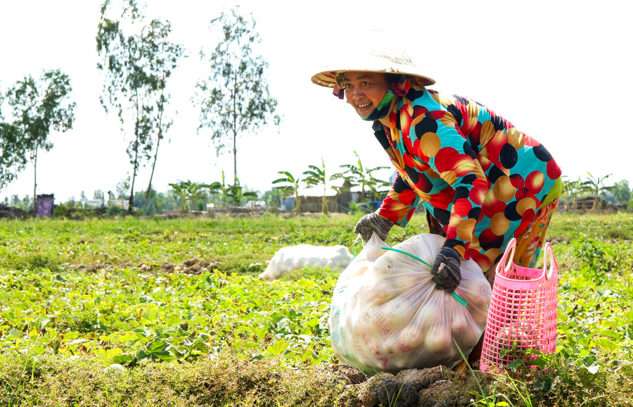 Nông dân ở Kiên Giang chủ động chuyển cánh đồng lúa sang trồng màu "né" hạn mặn. Nông dân ở Kiên Giang chủ động chuyển cánh đồng lúa sang trồng màu "né" hạn mặn.
