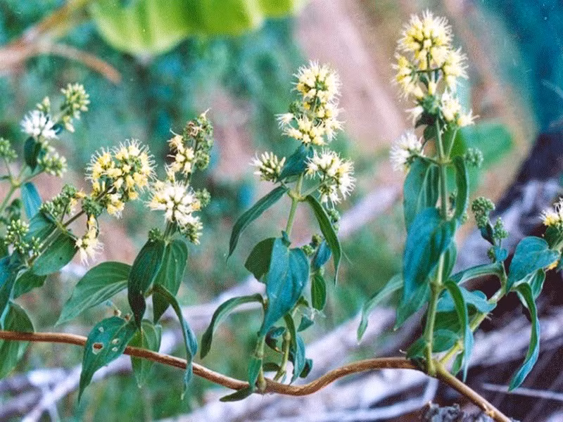 Cây lá cẩm chứa nhiều hoạt chất quý giúp giảm đau.