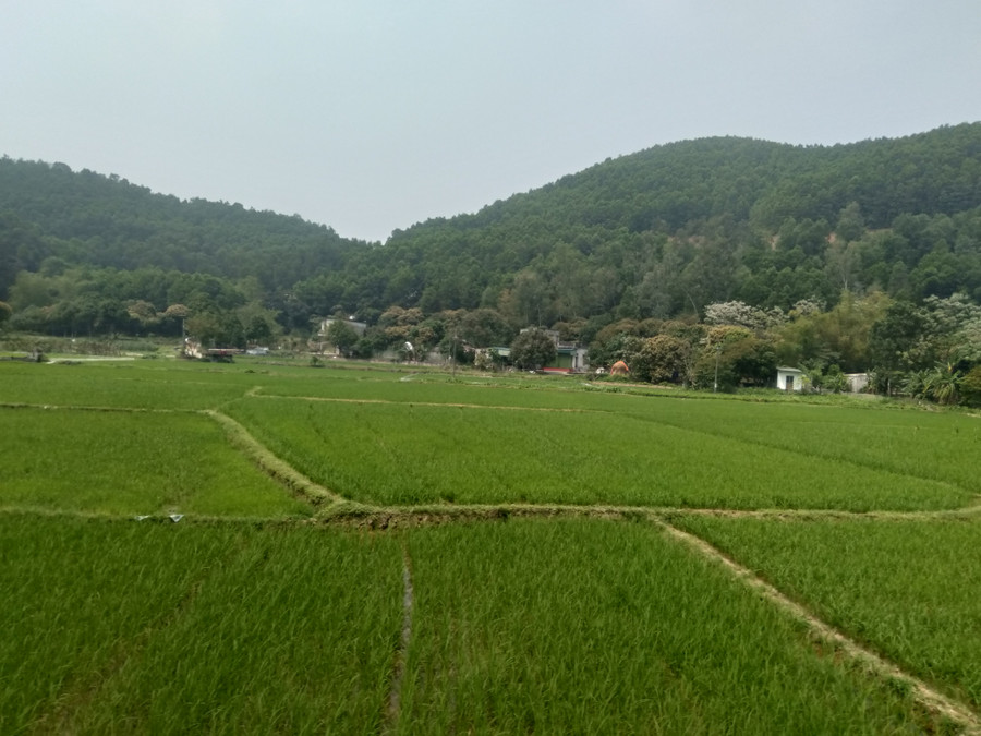 Cánh đồng lúa dưới chân núi Đùng. Ảnh: Trọng Văn Cánh đồng lúa dưới chân núi Đùng. Ảnh: Trọng Văn