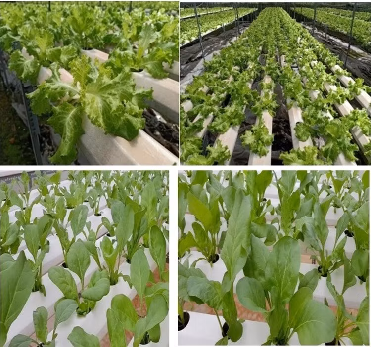 Sản phẩm rau trồng bằng công nghệ thủy canh hoàn lưu.