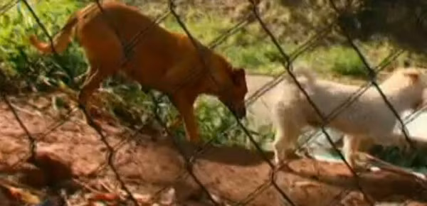 Cảm động chú chó đi ròng rã 6km chỉ để xin thức ăn cho gia đình