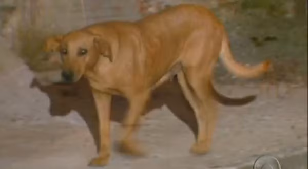 Chú chó đi ròng rã 6km suốt 1.000 đêm xin thức ăn cho "gia đình"