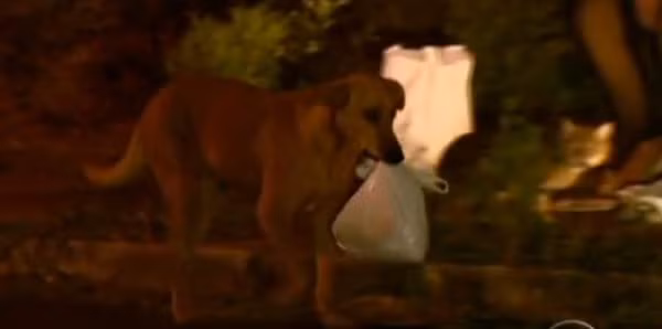 Cảm động chú chó đi ròng rã 6km chỉ để xin thức ăn cho gia đình