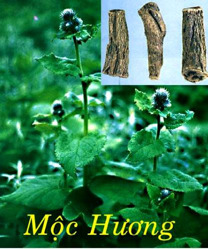 Đông y điều trị viêm đại tràng ảnh 1 Đông y điều trị viêm đại tràng