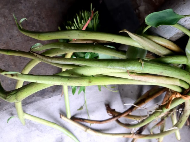 Bồng khoai – phần mầm non mọc ra từ gốc cây khoai mẹ. 