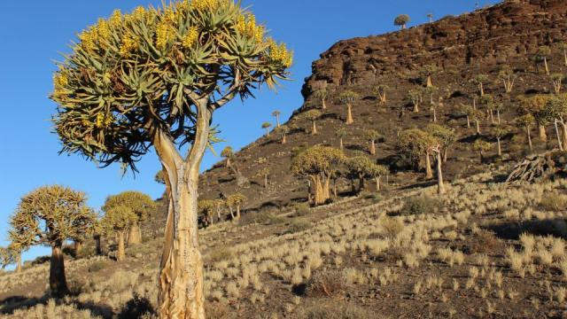 Kokerboom - Rừng &apos;cây lộn ngược&apos; quý giá của Namaqualand. Ảnh: Zakiyah Ebrahim