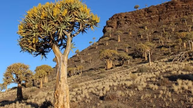 Kokerboom - Rừng 'cây lộn ngược' quý giá của Namaqualand. Ảnh: Zakiyah Ebrahim