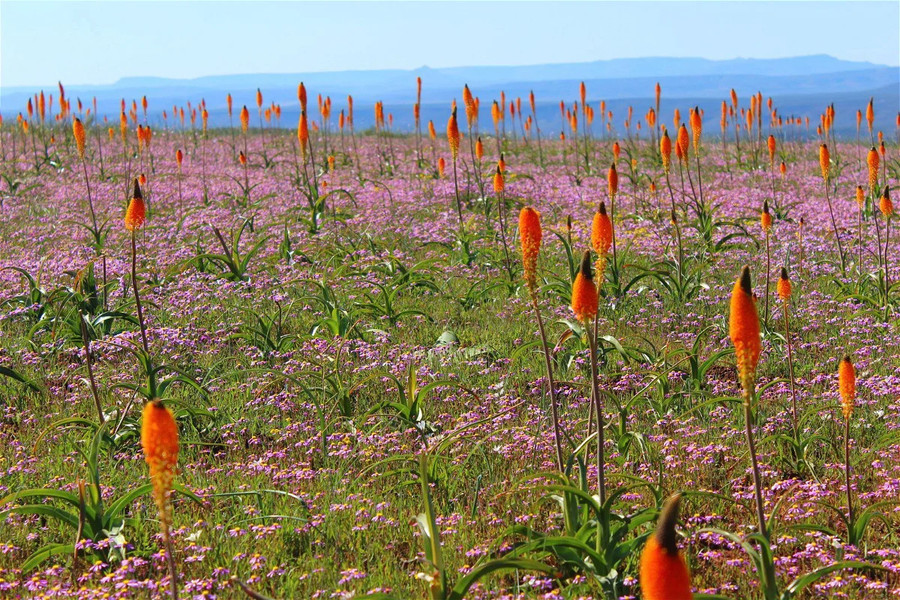 Một góc của &apos;thủ đô hoa hành&apos; Nieuwoudtville. Ảnh: Zakiyah Ebrahim
