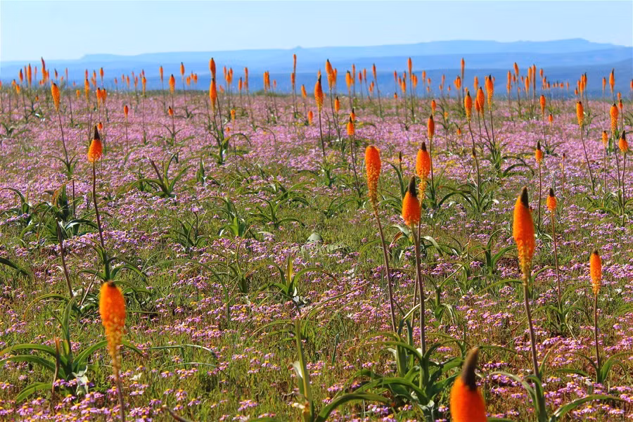 Một góc của 'thủ đô hoa hành' Nieuwoudtville. Ảnh: Zakiyah Ebrahim