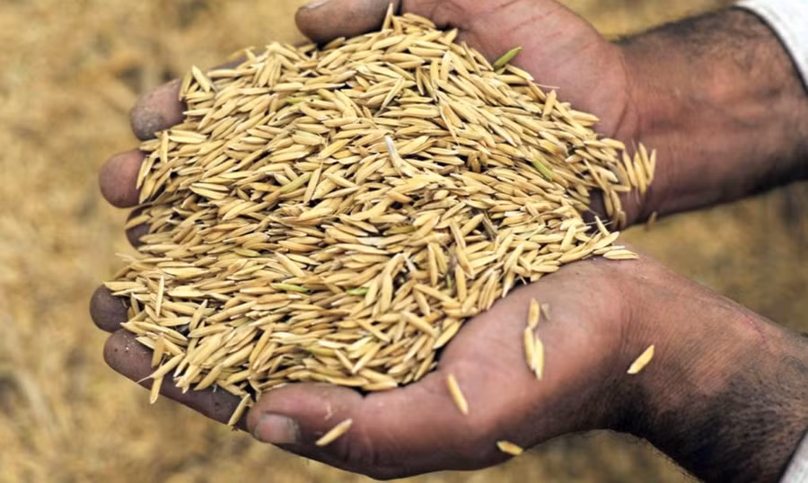 Trấu là một nguyên liệu dồi dào ở Việt Nam có thể được tận dụng tạo ra nhiều sản phẩm khoa học hữu ích.