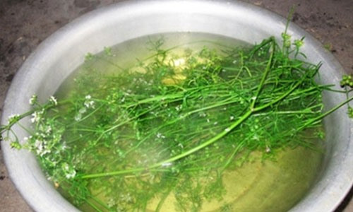 Trước khi tắm nên pha loãng nước lá mùi. Ảnh minh họa.