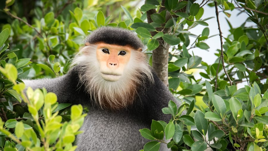 Khu bảo tồn thiên nhiên Sơn Trà: Nằm ngoài khơi bờ biển phía Đông Bắc Đà Nẵng, miền Trung Việt Nam, Khu bảo tồn thiên nhiên Sơn Trà (hay còn gọi là đảo Khỉ) là một trong những địa điểm "xanh" nhất Việt Nam.