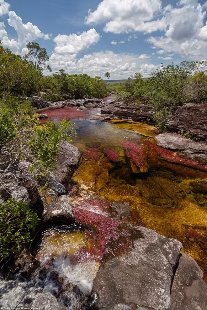 Làn nước trong vắt cho du khách cơ hội quan sát điều tạo nên màu sắc cho sông Canõ Cristales.