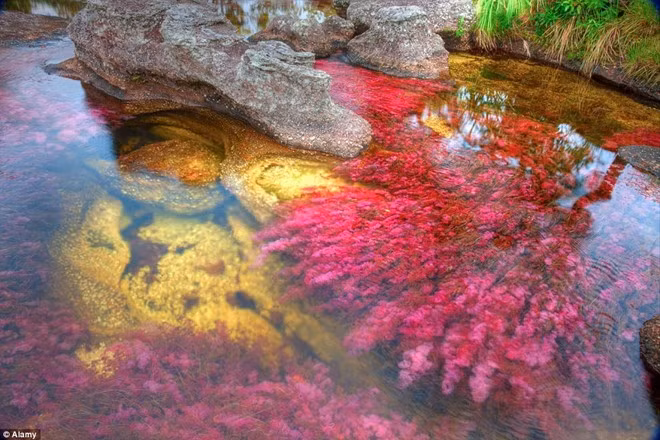 Trước năm 2009, du khách được khuyên nên hạn chế tới Canõ Cristales do vấn đề an toàn và môi trường. 