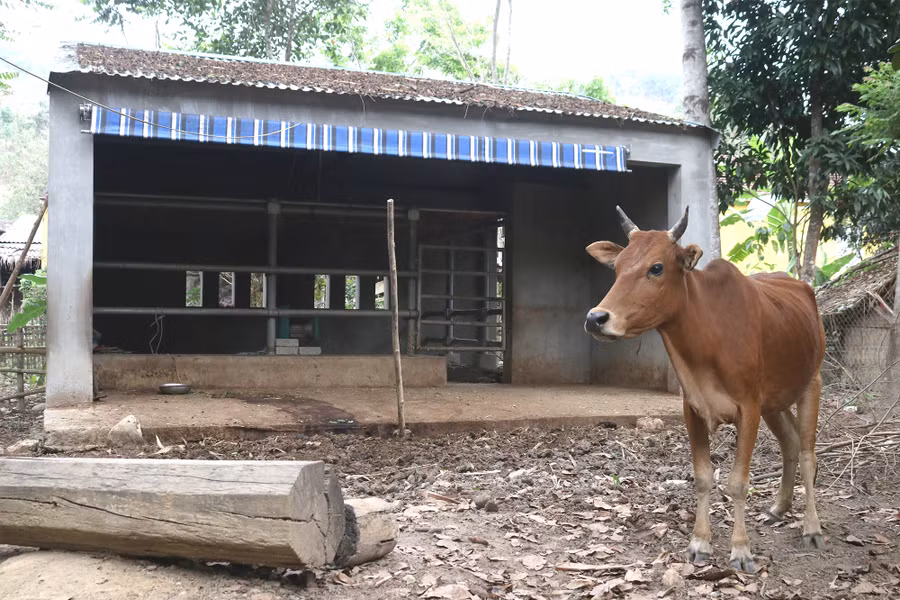 Vì nhiều lý do, 1/3 số bò giống bị chết hoặc người dân đem bán. Ảnh: Phạm Tâm