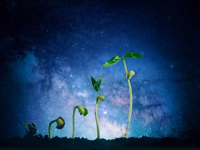 Starlab đặt mục tiêu trồng trọt trên trạm vũ trụ của chính mình. Ảnh: Getty Images