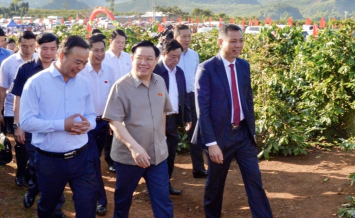 Chủ tịch Quốc hội vào tham quan vườn cà phê. Chủ tịch Quốc hội vào tham quan vườn cà phê.