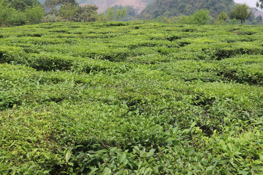 Khu đất đồi ở bản Chiềng Lè, xã Chiềng Khoa được chủ hộ bán với giá gần 2 tỉ đồng.