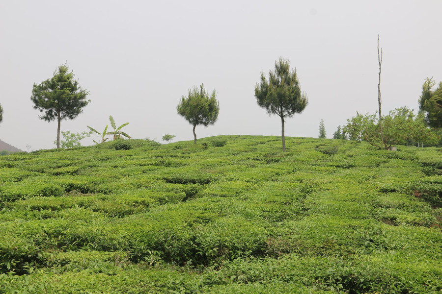 Khu đất đồi ở bản Chiềng Lè, xã Chiềng Khoa được chủ hộ bán với giá gần 2 tỷ đồng.