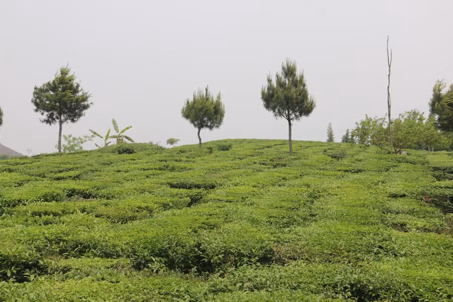 Khu đất đồi ở bản Chiềng Lè, xã Chiềng Khoa được chủ hộ bán với giá gần 2 tỷ đồng. Khu đất đồi ở bản Chiềng Lè, xã Chiềng Khoa được chủ hộ bán với giá gần 2 tỷ đồng.