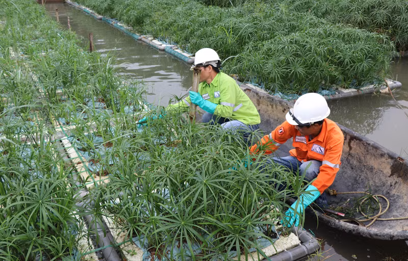 Nữ tiến sĩ dùng thực vật thủy sinh xử lý nước thải làng nghề