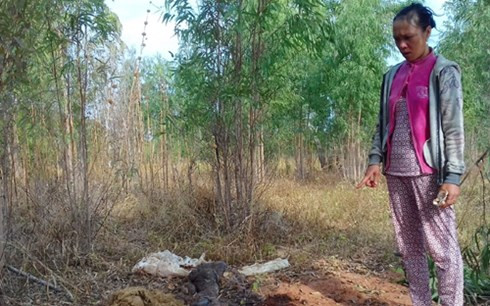 vào nhà dân trộm bò rồi mang ra rẫy xẻ thịt hình 0 vao nha dan trom bo roi mang ra ray xe thit hinh 0