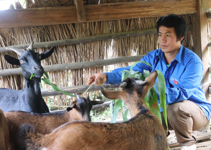 Đoàn viên, thanh niên bản Cửa Rừng phát triển chăn nuôi, quay lưng với hoạt động "đạo" trái pháp luật. Đoàn viên, thanh niên bản Cửa Rừng phát triển chăn nuôi, quay lưng với hoạt động "đạo" trái pháp luật.