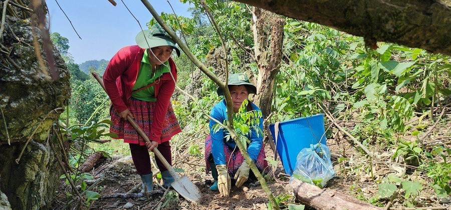 Bà con người Mông ở bản Hua Tạt, xã Vân Hồ lên đồi trồng rừng.