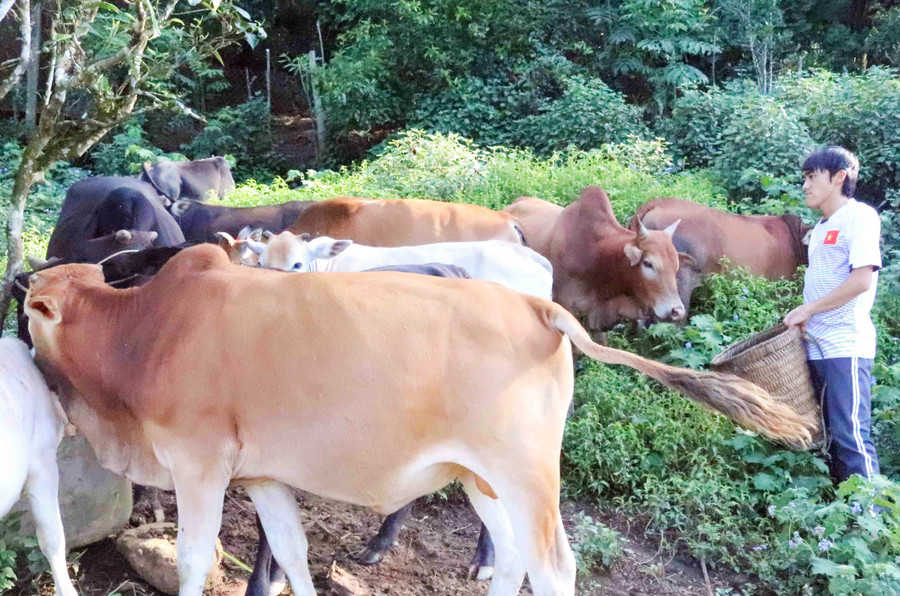 Người dân bản Cửa Rừng tập trung phát triển kinh tế. Người dân bản Cửa Rừng tập trung phát triển kinh tế.