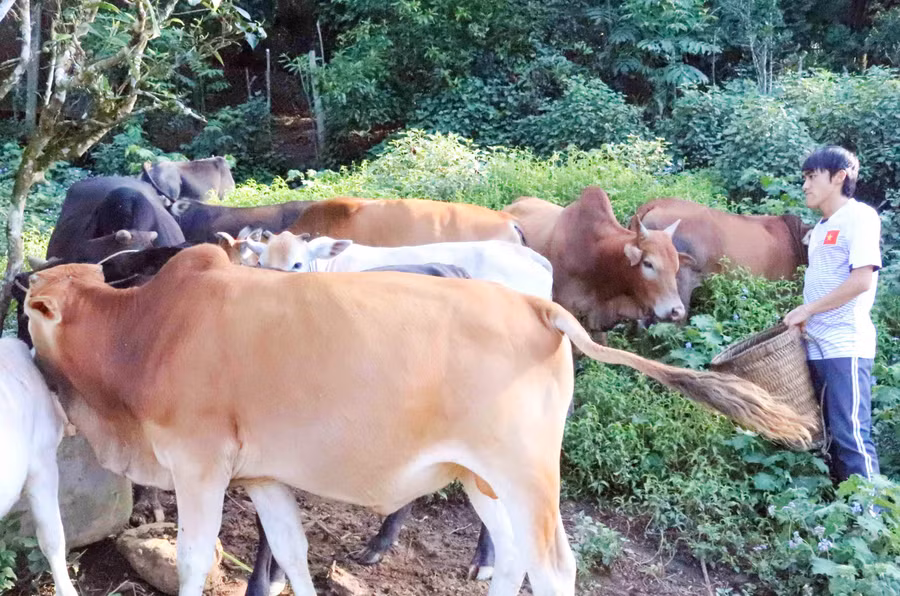 Người dân bản Cửa Rừng tập trung phát triển kinh tế.