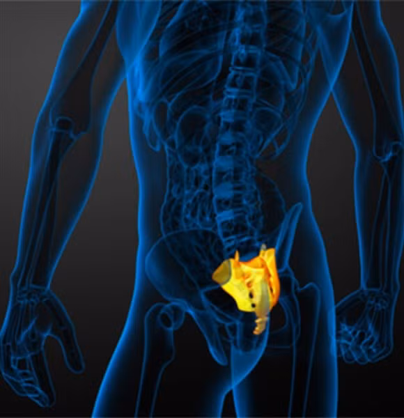 Xương cụt ở người, phải chăng là hình thức thô sơ của đuôi?