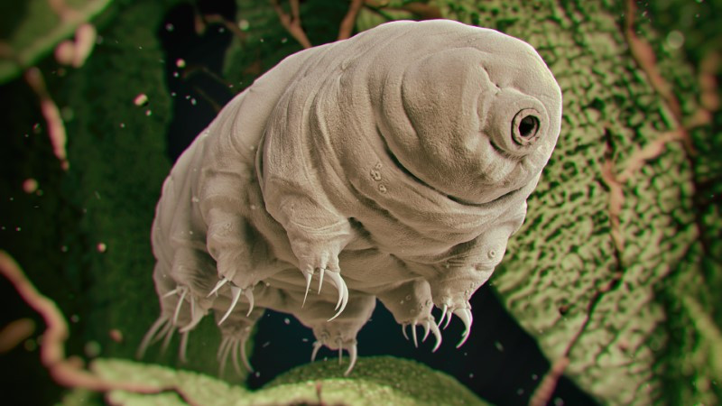 Tardigrades có vẻ ngoài khá đáng sợ.