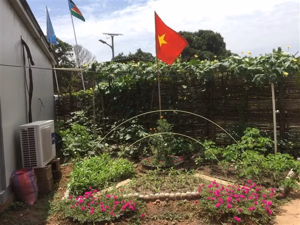 Lá cờ đỏ trên luống rau xanh.