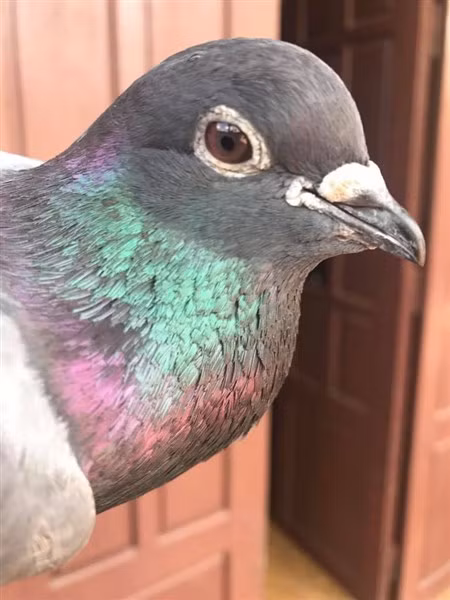 Việc tuyển lựa chim để huấn luyện cũng rất tỉ mỉ.