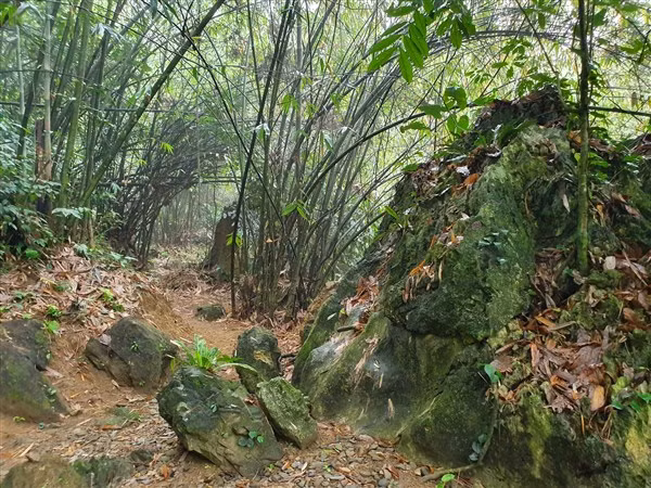 Xung quanh hai mộ là nứa, vầu mọc xen vách đá.