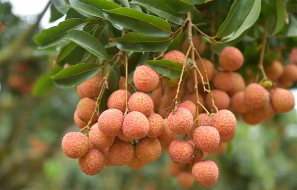 “Giấy thông hành” để vải Lục Ngạn ra thế giới