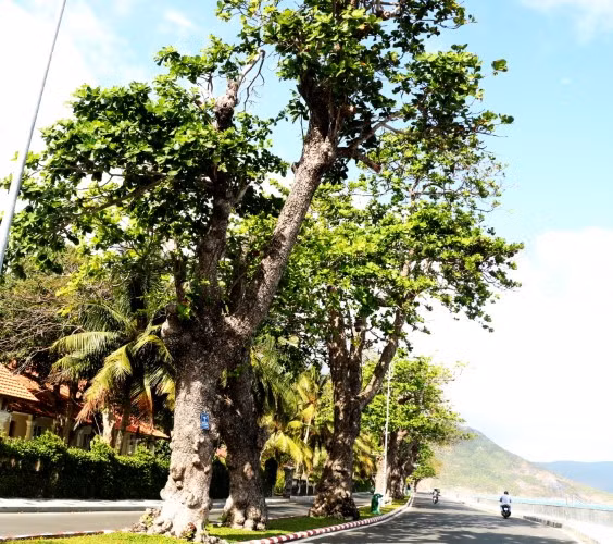 Mùa bàng rụng trái ảnh 1