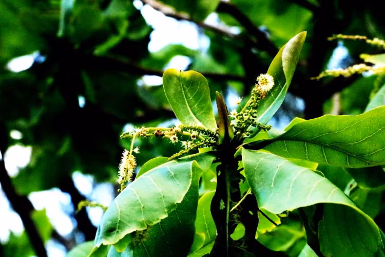 Mùa bàng rụng trái ảnh 2