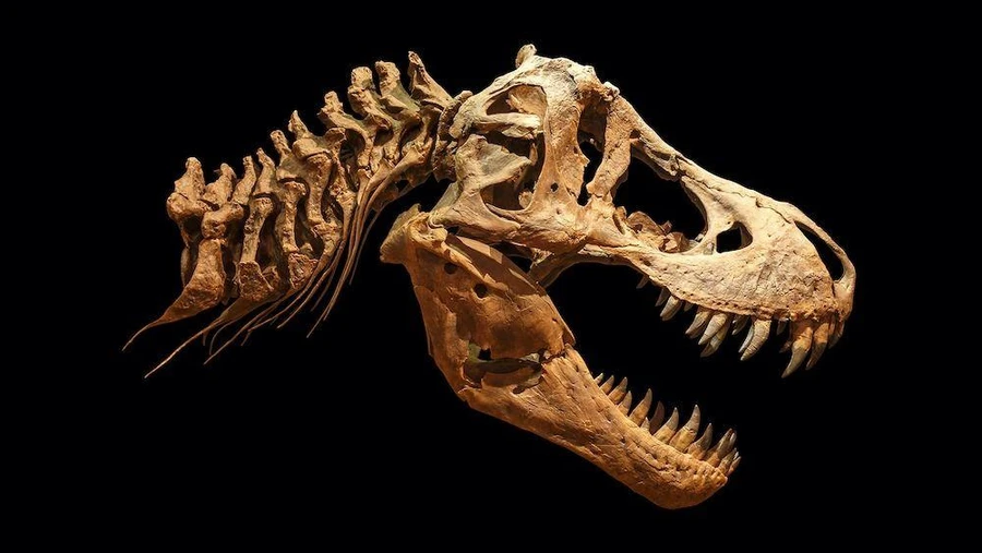 Có 32 hóa thạch T.rex trưởng thành từng được phát hiện. 