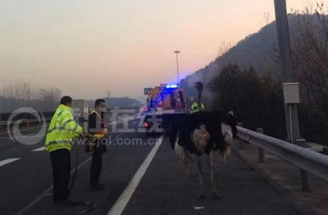 Hài hước đà điểu “chạy đua” với xe tải trên đường cao tốc