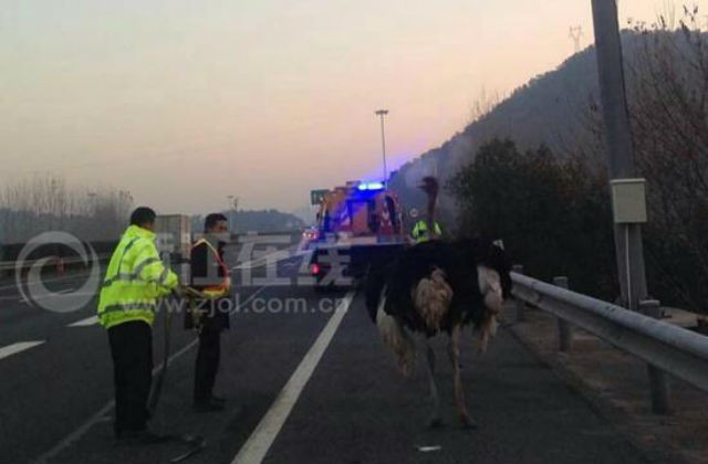 Hài hước đà điểu “chạy đua” với xe tải trên đường cao tốc ảnh 1