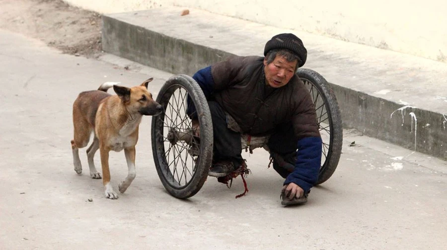 Chú chó trung thành giúp ông chủ bị liệt hai chân vượt khó khăn